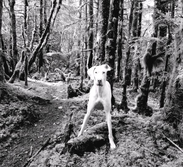 /images/uploads/juneau animal rescue/alaskapets2020/entries/14964thumb.jpg